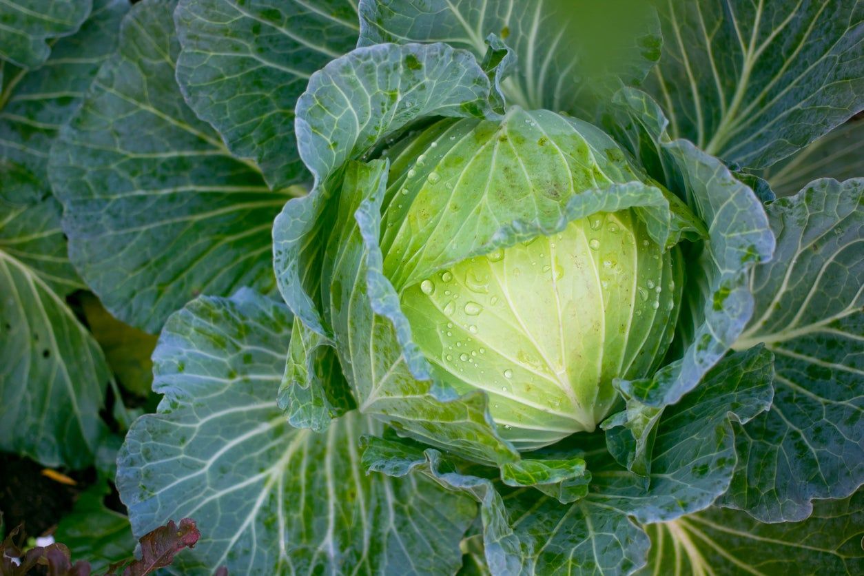 Tiara Cabbage