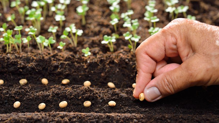 Someone planting seeds in the soil, next to plants which have sprouted