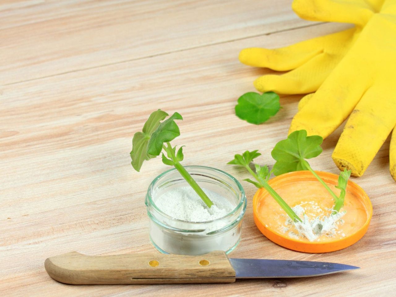 Plant Cuttings In Jars Of Hormones