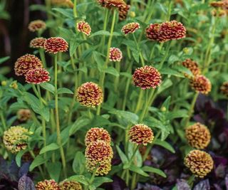 Zinnia 'Color Crackle' with red and green blooms