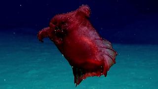 A deep-sea swimming sea cucumber, jokingly referred to as a headless chicken monster filmed in the Southern Ocean waters off East Antarctica October 20, 2018 in the Southern Ocean.