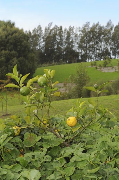 citrus tree companions