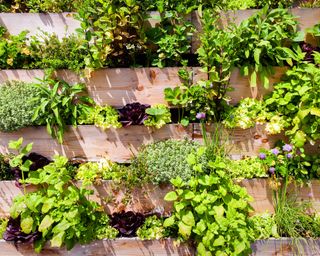 Vertical vegetable garden filled with salad crops and herbs