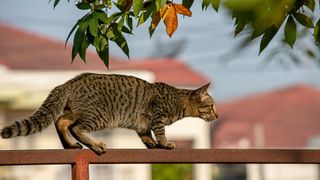 Savannah cat on balcony
