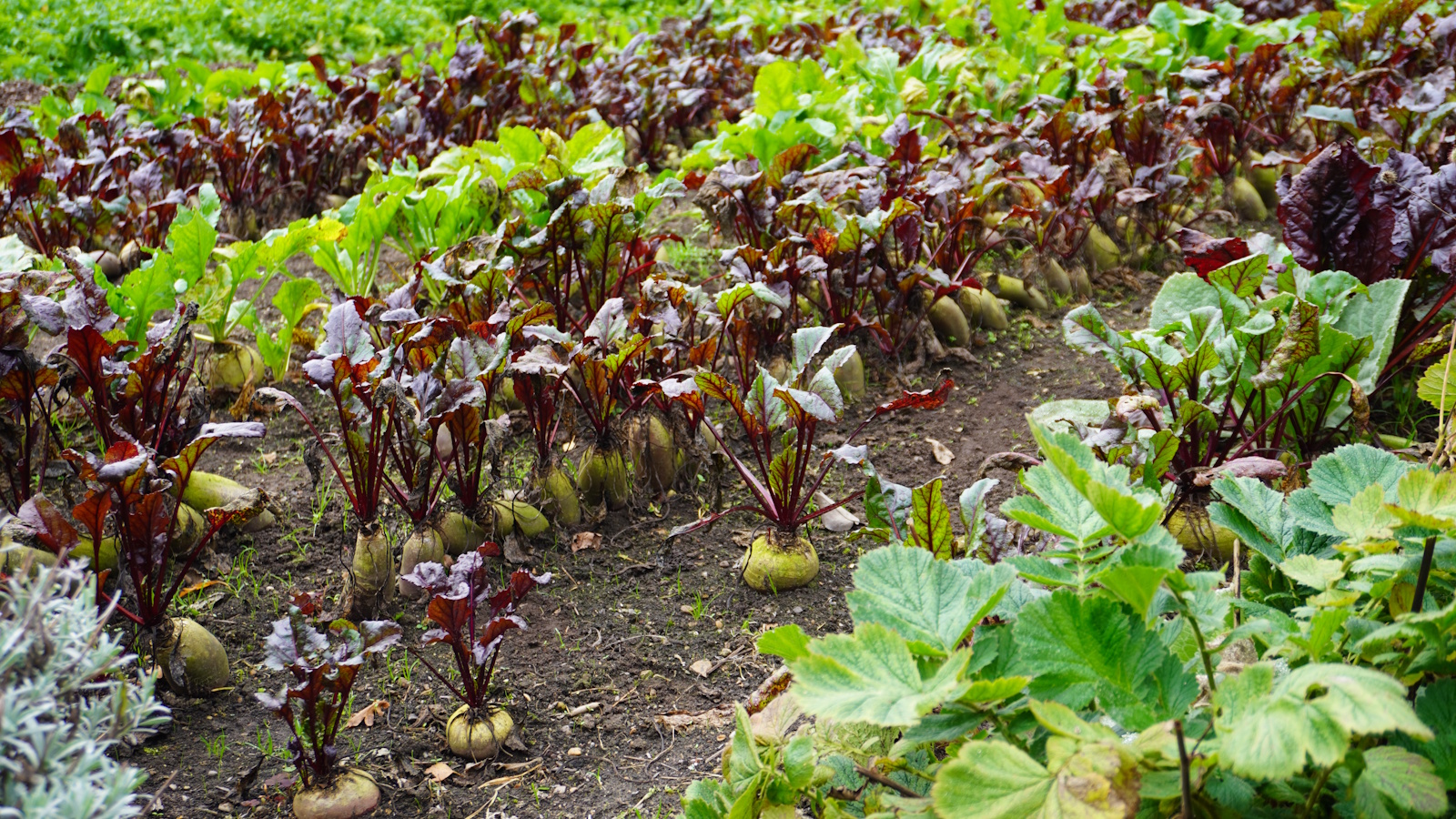 Root vegetables in Gravetye Manor&#039;s kitchen garden