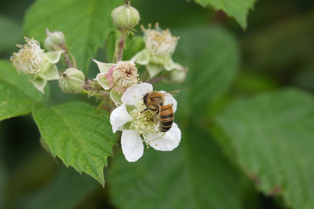 Honeybee collecting pollen from a white bramble flower.