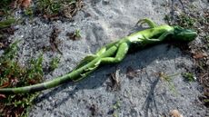 A cold-stunned iguana lies belly-up in Key Biscayne, Florida, during an unusual cold snap in 2008.