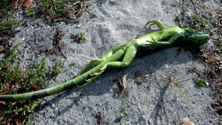 A cold-stunned iguana lies belly-up in Key Biscayne, Florida, during an unusual cold snap in 2008.