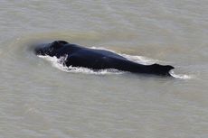 The large humpback is swimming roughly 20 miles upriver in croc-filled waters