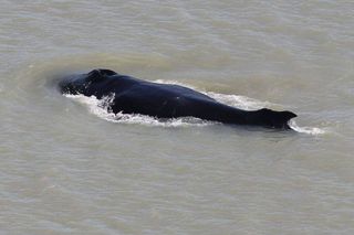 The large humpback is swimming roughly 20 miles upriver in croc-filled waters