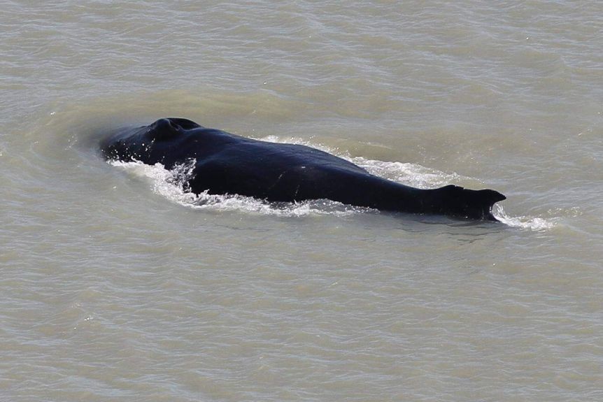 The large humpback is swimming roughly 20 miles upriver in croc-filled waters