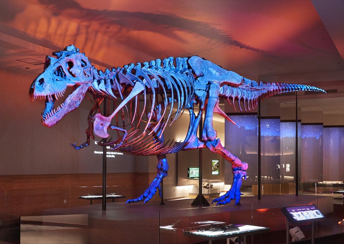 Stargazing T. Rex Gets a 67-Million-Year-Old View of the Night Sky ...