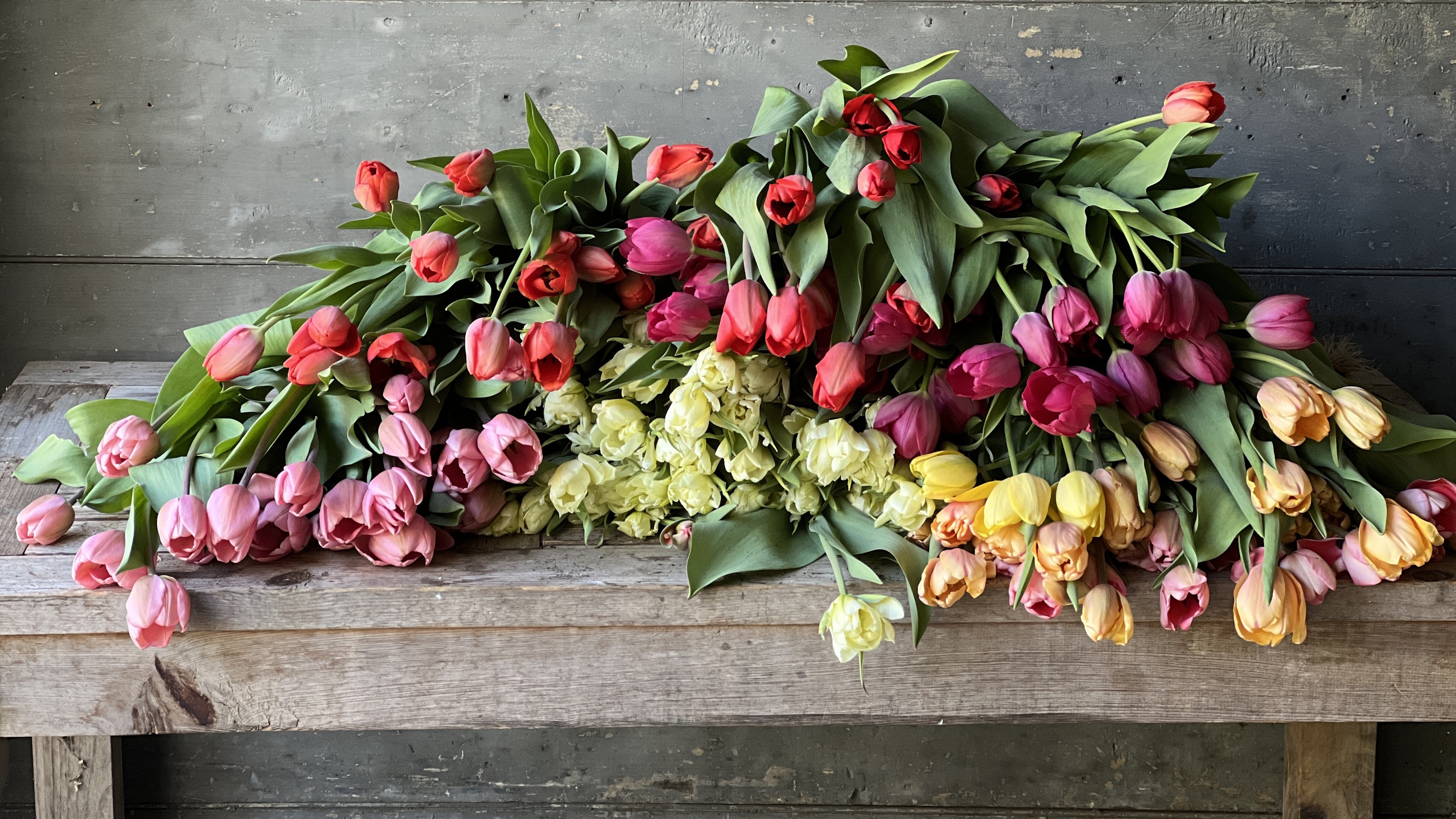 Pink, white and yellow tulips on a wooden bench