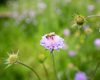 pink scabious flowers with bee