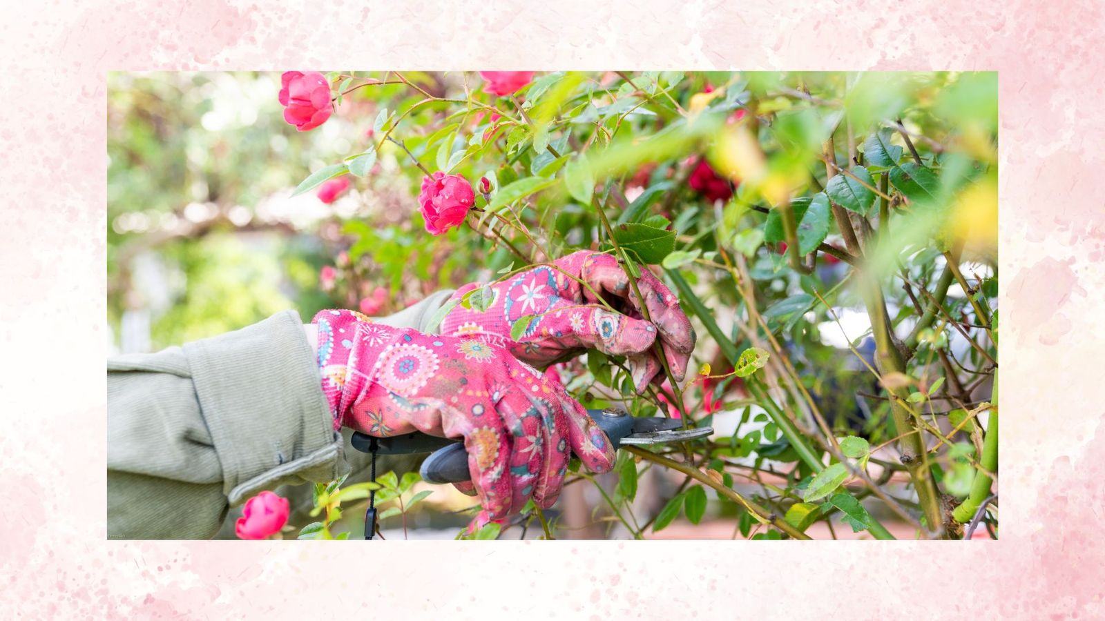 An expert guide on how to prune roses to maximise blooming | Woman & Home