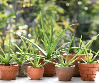 Aloe vera in pots