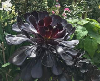 Black plants: Aeonium Arboreum ‘Schwarzkopf’