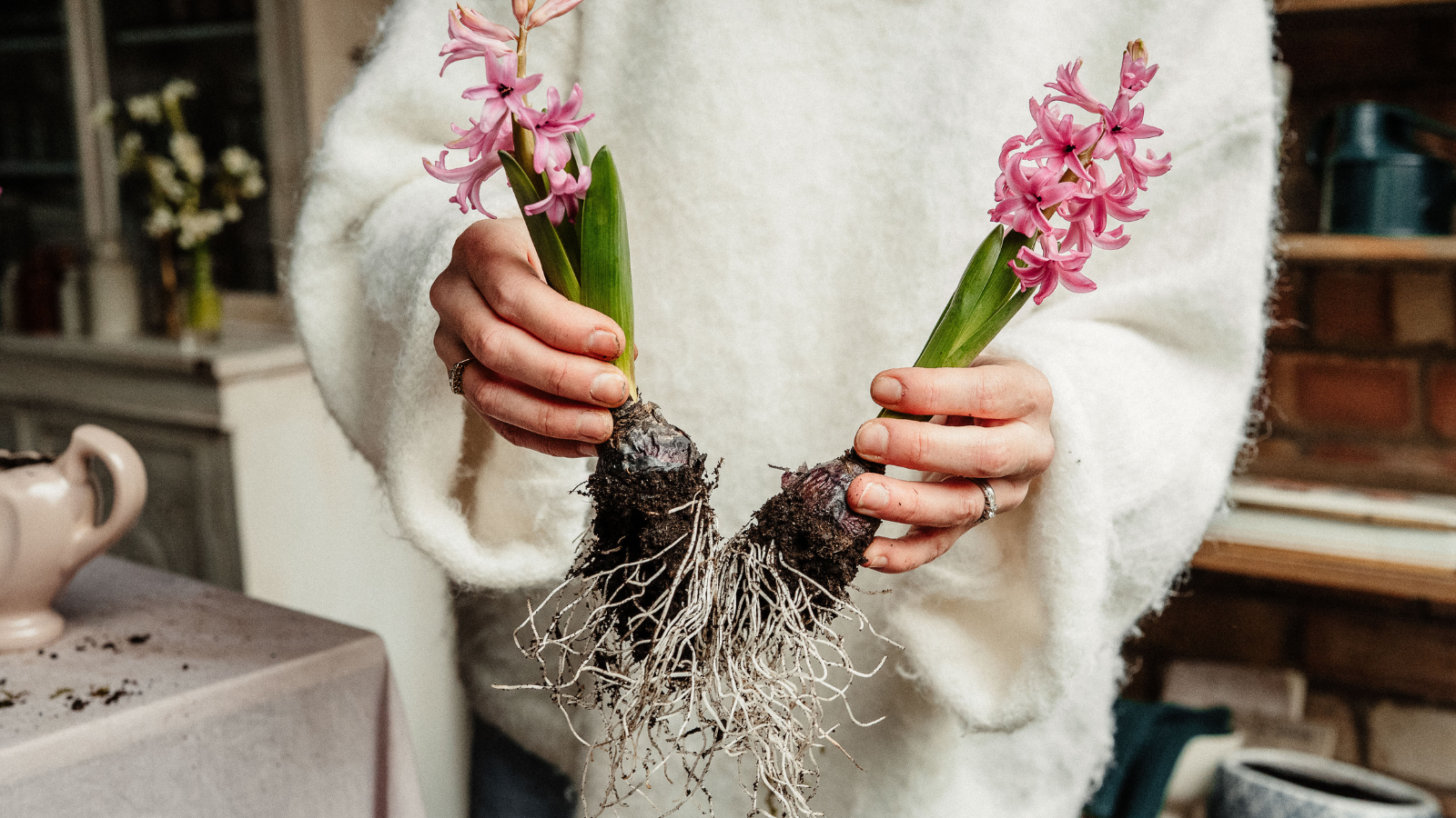 Hands dividing pink hyacinth bulbs apart, showing long white roots