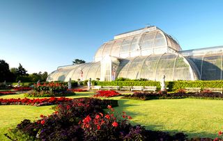 Dahlia 'Bishop of Llandaff' and Heliotropium arborescens 'Marine' in front of the Palm House at Kew Gardens, London