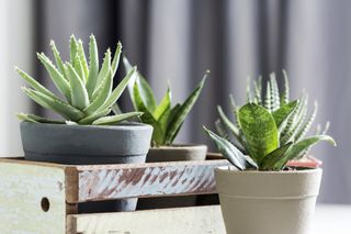 how to care for aloe plants