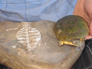 The modern, protective turtle shell (right) of the African side-necked turtles (Pelusios), compared with the fossil shell of Eunotosaurus (left).