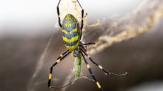 A yellow and black joro spider eats a caterpillar.