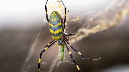 A yellow and black joro spider eats a caterpillar.