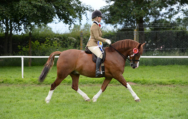 CWMYTHAN EASTER EXPRESS owned by Mrs Kim Gough and shown by Miss Vicki Myronidis, Supreme Ridden Champion and Champion Ridden M&amp;amp;M during The Royal Norfolk Show at the Norfolk Showground near Norwich in Norfolk UK on 29 June 2016