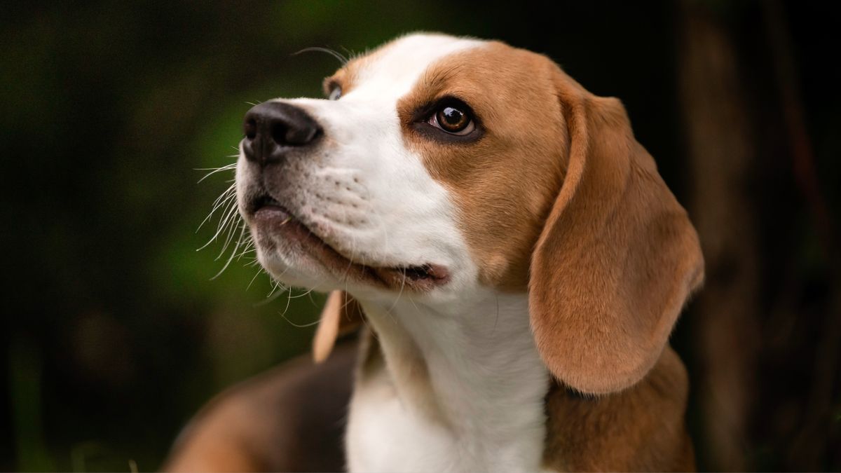 Beagle dog