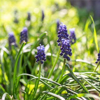 Grape hyacinths in dappled shade