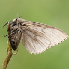 A spongy moth on the end of a stem