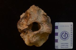 Incredible brain, tyrannosaur relative