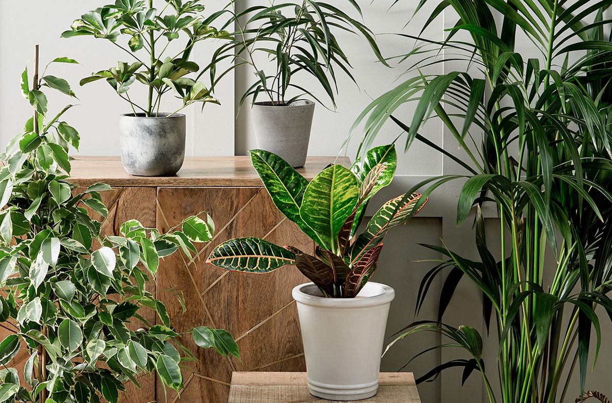 Morrisons launches house plant range – and it starts from just £10 ...