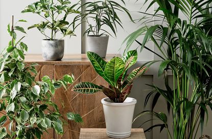 morrisons house plants