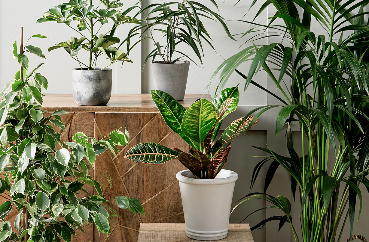 Morrisons launches house plant range – and it starts from just £10 | GoodTo