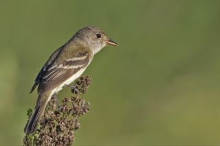 Close up photo of a willow flycatcher (Empidonax traillii).