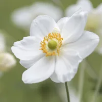 Anemone&nbsp;×&nbsp;hybrida&nbsp;'Honorine Jobert' 6 x 9cm pots| Was £68.34, now £39.99 at Crocus