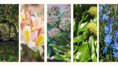 Compilation image of 5 plants you should never prune in summer including hydrangeas, laurel and delphiniums