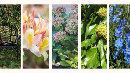 Compilation image of 5 plants you should never prune in summer including hydrangeas, laurel and delphiniums