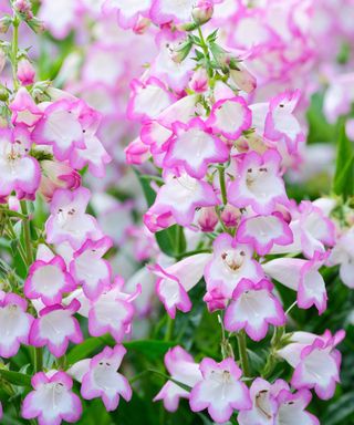 'Pensham Laura' penstemon