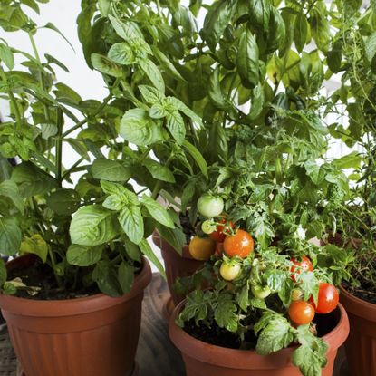 Basil plant in pot next to tomato plant in pot as companion plants