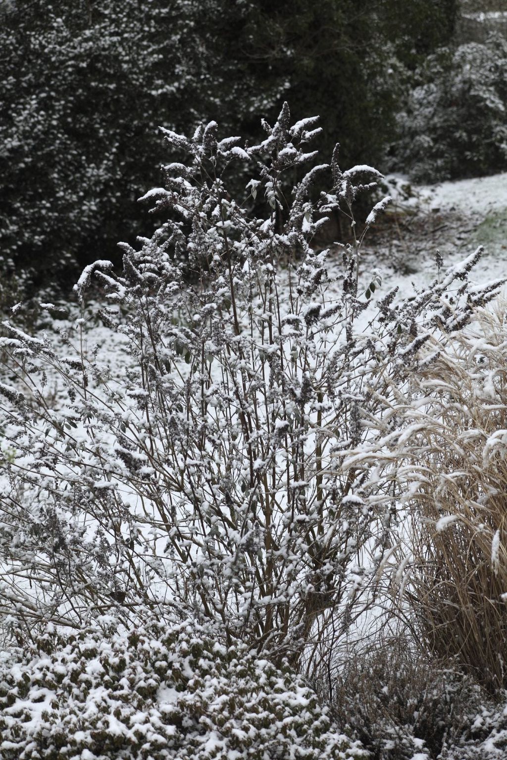 Preparing Butterfly Bushes For Winter - Should I Prune My Butterfly ...