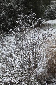 Butterfly Bushes Covered In Snow
