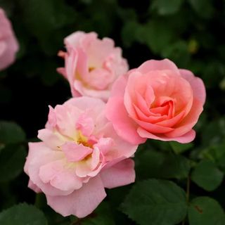 Peachy Knock Out® Roses