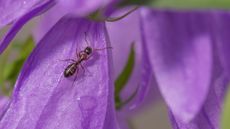 Extreme closeup detailed image of purple wildflower with ant climbing on it 