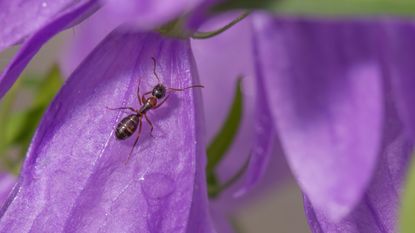 Extreme closeup detailed image of purple wildflower with ant climbing on it 