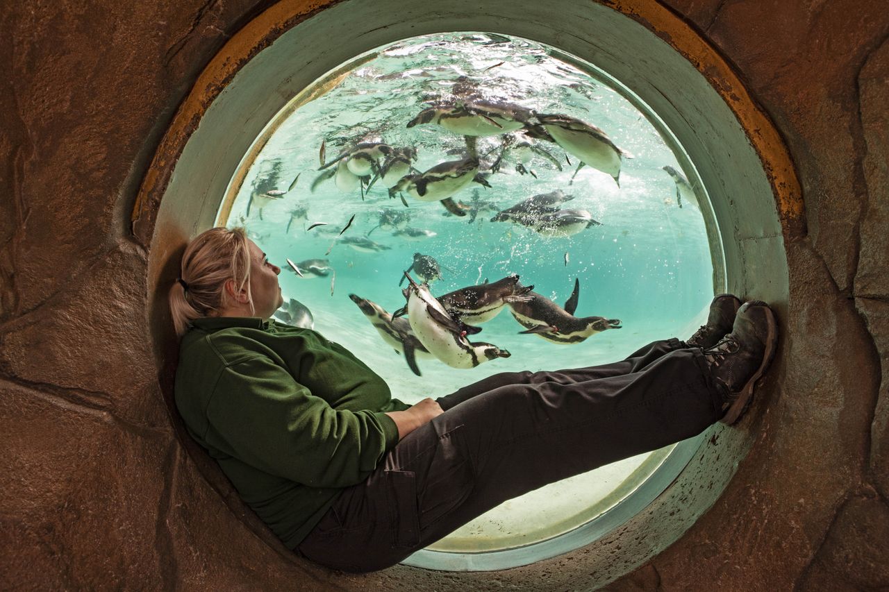 London Zoo Penguins at feeding time. Pictures by Richard Cannon