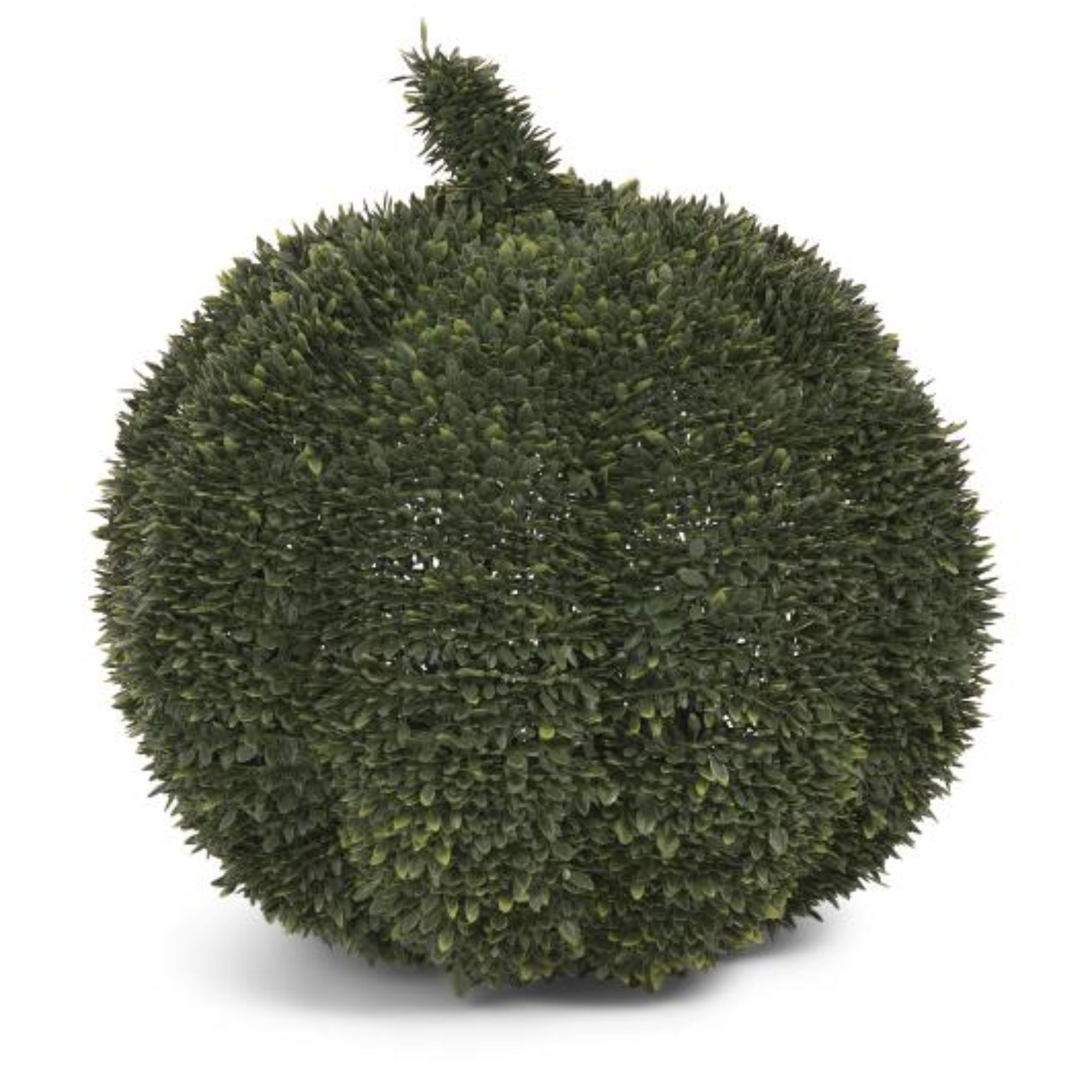 Boxwood Middle Pumpkin