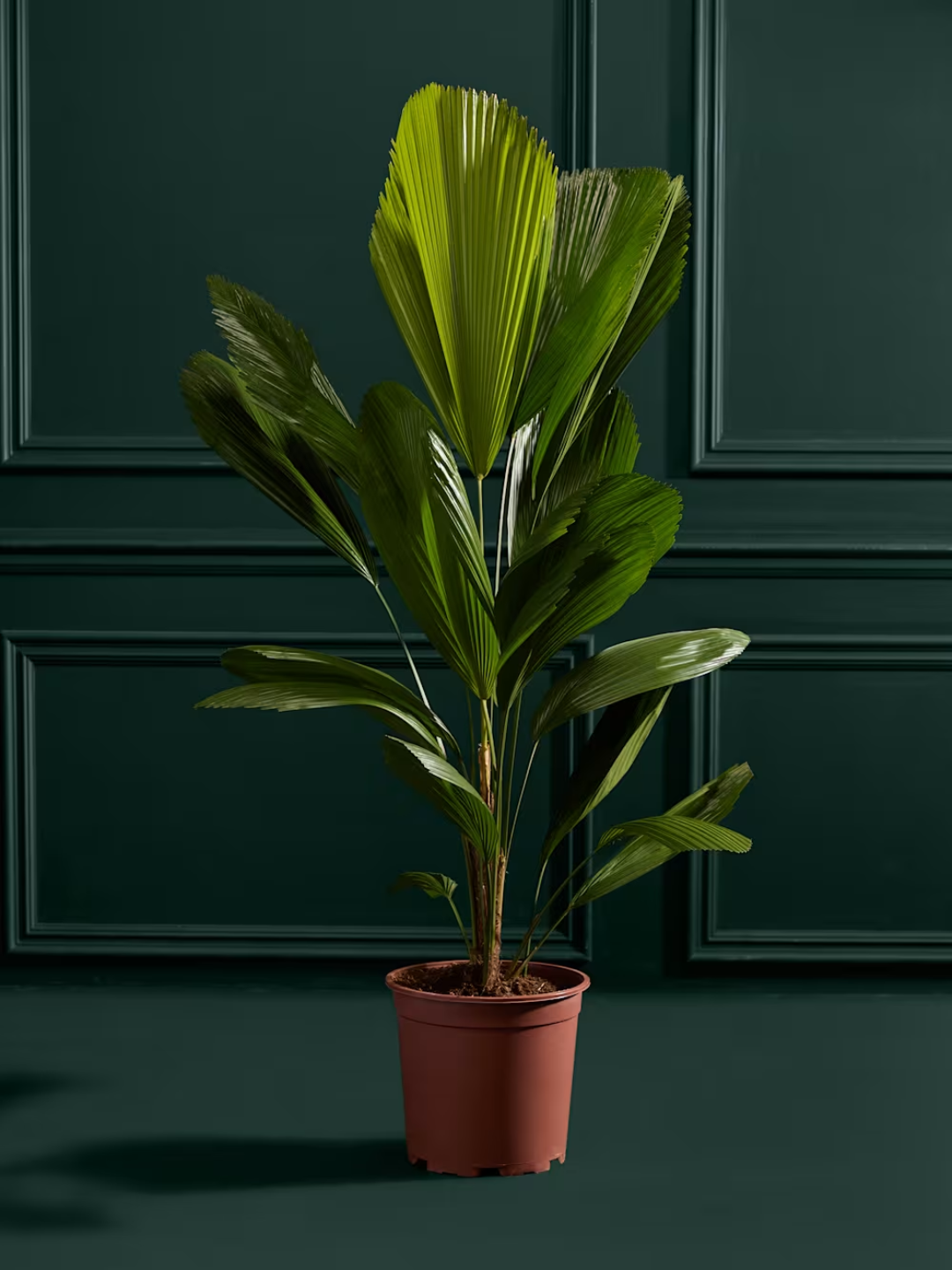 An extra large ruffled fan palm houseplant from M&amp;amp;S