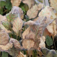 Spider mite infestation killed plants
